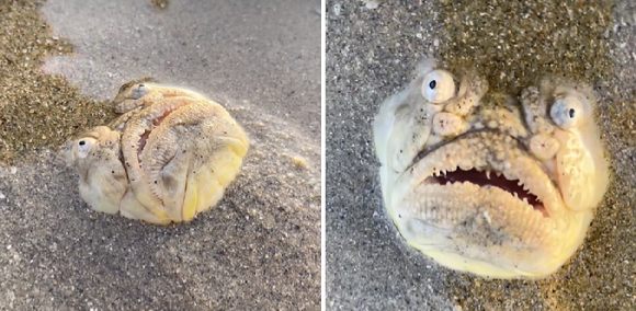 싱가포르의 한 해변에서 발견된 괴이한 물고기 [사진=인스타그램]