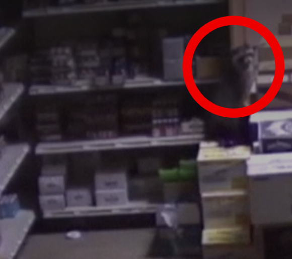 술에 취한 라쿤이 화장실 바닥에 납작 엎드려 있다. [사진=BBC]