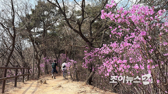 오는 24일 조이뉴스24(대표 이창호)가 주최한 '산악인 오은선 대장과 함께 하는 제 13회 희망찾기 등산&middot;트레킹교실'이 북한산 진달래능선에서 열리는 가운데 4일 등산객들이 진달래능선에서 산행하고 있다. [사진=정소희 기자]