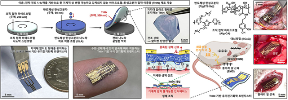 조직에 완전히 밀착하고 견고히 접착되는 THIN의 변형 가능 원리와 특성. [사진=IBS]