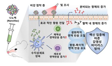 나노백신(나노백, NanoVac)의 접종이 지닌 효과적인 면역반응 유도를 통한 감염성 바이러스 방어 전략  [사진=선문대]