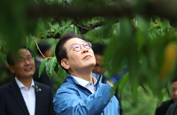 이재명 대통령이 16일 청년 농업인이 운영하는 세종시 전동면 조일농원에서 복숭아 가지치기를 체험하고 있다. 2025.9.16 [사진=연합뉴스]