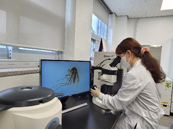 대구보건환경연구원 소속 한 연구원이 일본뇌염 바이러스를 실험하고 있다. [사진=대구시]