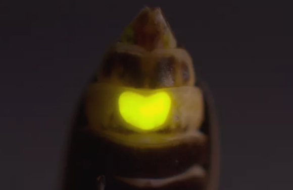 암컷 반딧불이가 내뿜는 불빛은 하트 모양이다. [사진=kqed 캡처]