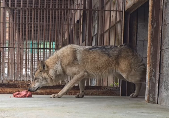 대전 오월드를 탈출한 뒤 집으로 돌아온 늑대 '늑구'. [사진=오월드]