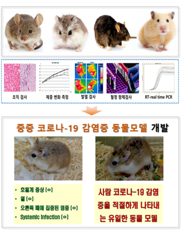 한국기초과학지원연구원이 중증 코로나19 소동물 감염모델을 확립했다.[사진=KBSI]