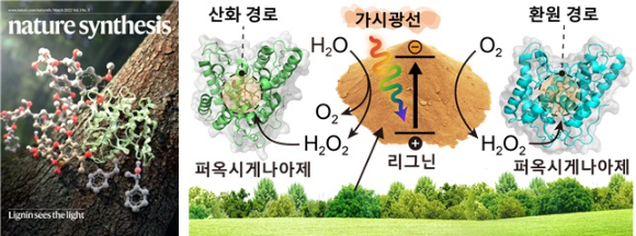 그동안 폐기됐던 리그닌을 고부가가치 화합물 생성에 이용할 수 있는 친환경적 방법이  제시됐다. [사진=카이스트]