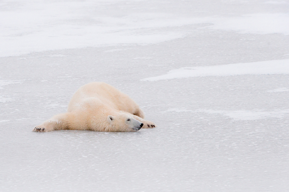 처칠에서 포착된 수컷 북극곰 두마리. [사진=Elisabeth Kruger/ WWF]