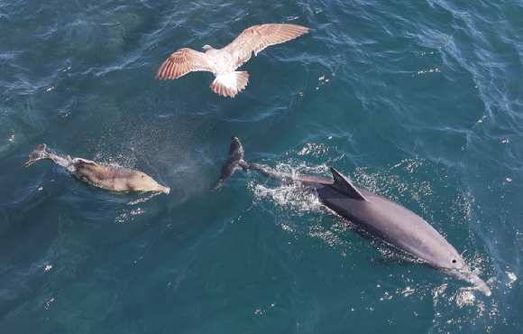19일 오전 제주 서귀포시 대정읍 앞바다에서 폐어구에 몸이 감겨 등지느러미를 잃은 새끼 남방큰돌고래 '쌘돌이'(왼쪽)가 유영하고 있다. [사진=연합뉴스]