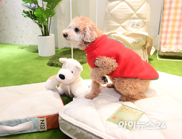 프리미엄 비건 매트리스 N32가 3월 2일 첫 'N32 데이' 행사를 개최했다. 2일 경기도 용인 기흥구 고매동 리빙파워센터 내 N32 스튜디오 기흥점에서 방문객과 함께 온 반려견이 N32의 펫 매트 '쪼꼬미 매트리스'를 체험하고 있다. [사진=정소희 기자]