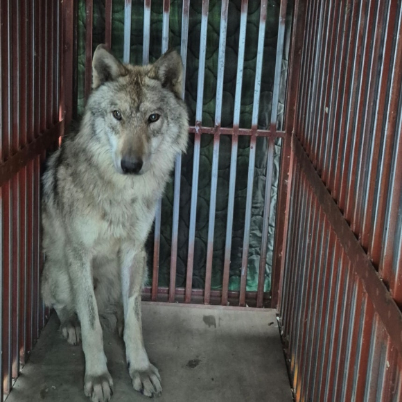 대전 오월드를 탈출한 뒤 집으로 돌아온 늑대 '늑구'. [사진=오월드]