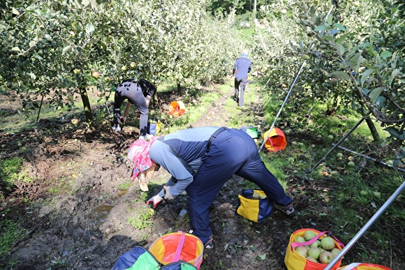 7일 오전 안동시청 직원들이 태풍 피해 현장에서 낙과된 사과를 수거하고 있다. [사진=안동시]