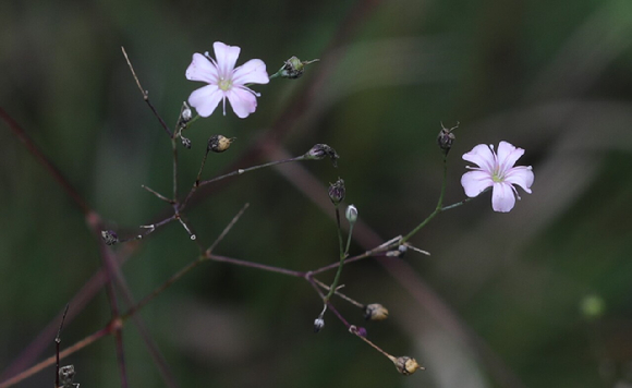 가는대나물 꽃 사진 [사진=국립백두대간수목원]