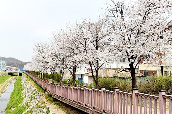 벚꽃엔딩은 파주와 함께_광탄면 분수천 현장 [사진=파주시]