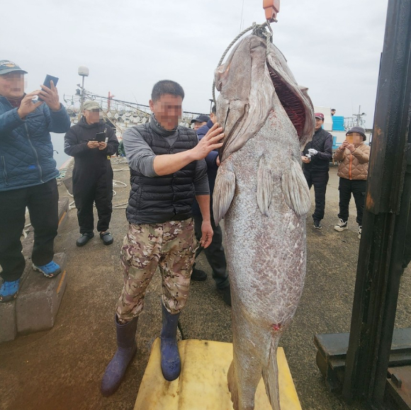 지난 16일 제주 해역에서 몸길이 183㎝, 몸무게 약 140㎏인 '전설의 심해어' 돗돔이 잡혀 화제가 되고 있다. 사진은 돗돔. [사진=연합뉴스]