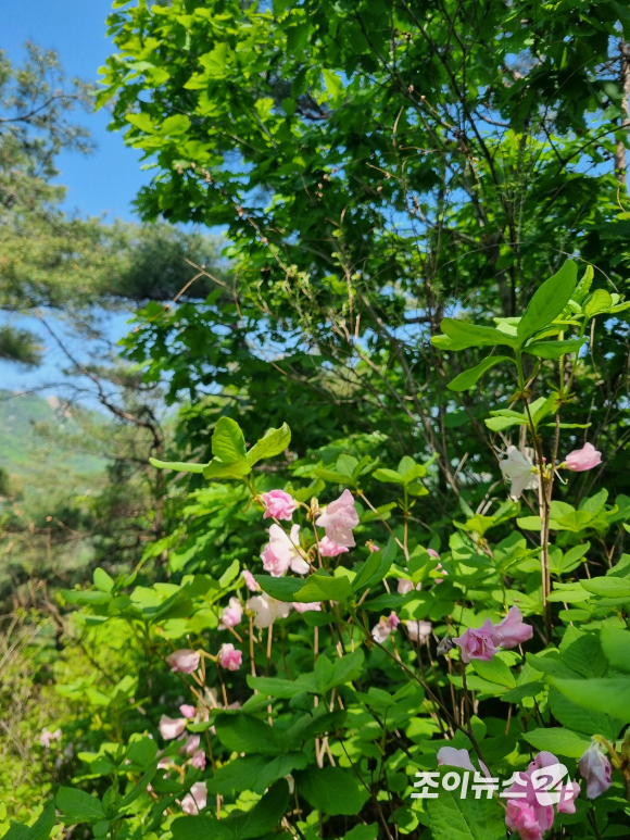 25일 '산악인 오은선대장과 함께하는 제13회 희망찾기 등산 &middot; 트레킹 교실'에서 포착한 진달래 능선의 철쭉 [사진=이미영 기자]