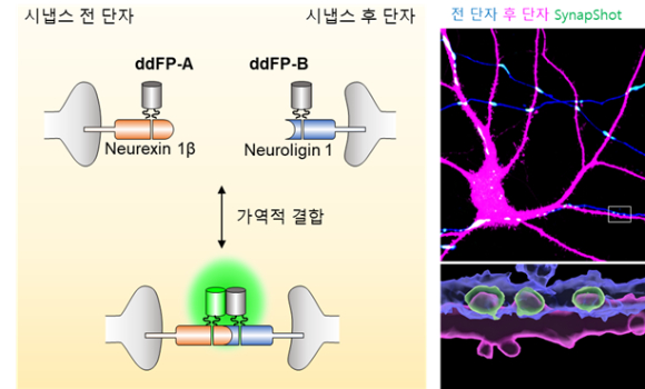 시냅스 관찰 기술 시냅샷의 모식도와 신경세포에서 관촬된 시냅스의 현미경 사진. 역동적으로 변화하는 시냅스르 관찰하기 위해 시냅스 전 단자와 시냅스 후 단자에 가역적인 결합으로 형광 탐지가 가능한 이합체 의존 형광 단백질 (ddFP)를 발현시켜 시냅스 형성 시 형광신호를 관찰할 수 있다 [사진=KAIST]