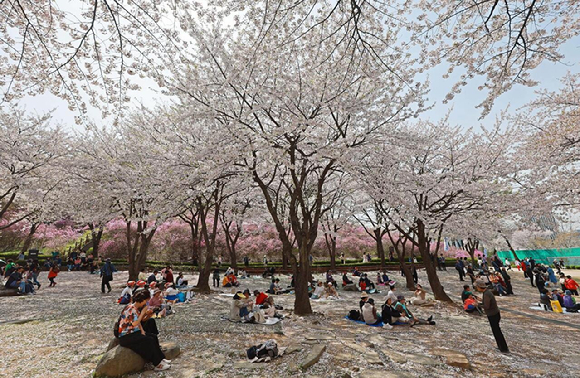 경기도 부천시 원미산 진달래동산에서 시민들이 활짝 핀 꽃을 감상하며 봄 정취를 만끽하고 있다. [사진=연합뉴스]