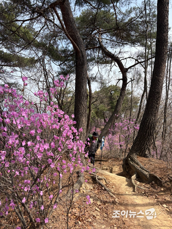 오는 24일 조이뉴스24(대표 이창호)가 주최한 '산악인 오은선 대장과 함께 하는 제 13회 희망찾기 등산&middot;트레킹교실'이 북한산 진달래능선에서 열리는 가운데 4일 등산객들이 진달래능선에서 산행하고 있다. [사진=정소희 기자]