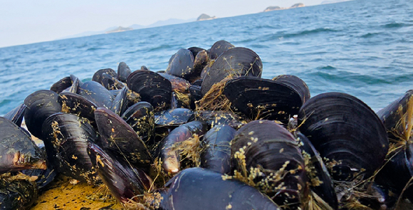 인천광역시 수산자원연구소가 최근 옹진군 자월면 대이작도해역에 고부가가치 품종인 어린 참담치 35만5000마리를 방류했다. [사진=인천시]