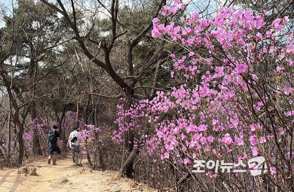 오는 24일 조이뉴스24(대표 이창호)가 주최한 '산악인 오은선 대장과 함께 하는 제 13회 희망찾기 등산&middot;트레킹교실'이 북한산 진달래능선에서 열리는 가운데 4일 등산객들이 진달래능선에서 산행하고 있다. [사진=정소희 기자]