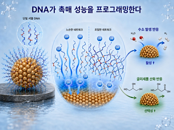 유전정보 DNA, 이번엔 에너지 설계자로 나섰다