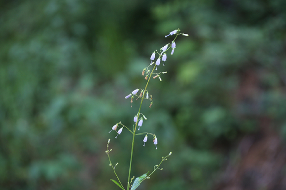 층층잔대 식물체 [사진=한국수목원정원관리원]