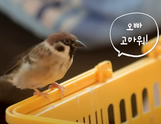 참이가 둘째아이 어깨에 앉아 있다. [사진=MBN '특종세상']