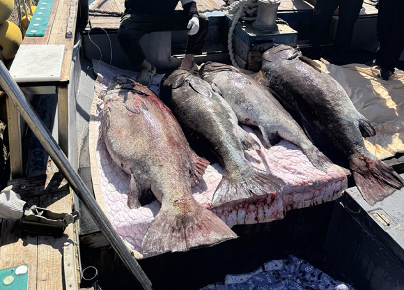 지난 19일 잡힌 돗돔의 일부 [사진=독자 제공/연합뉴스]