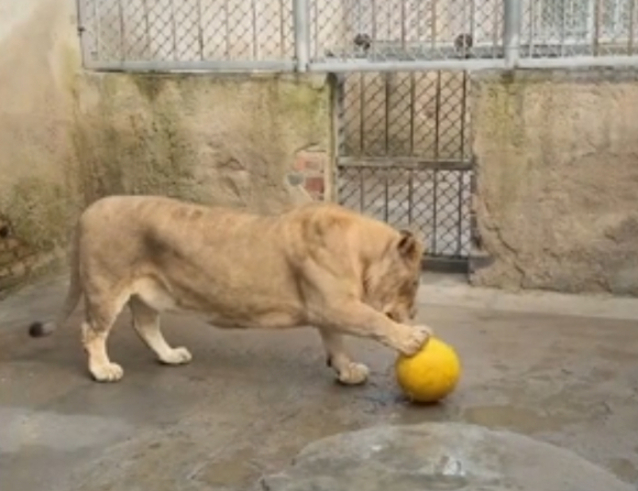 다리가 유난히 짧아 '코기(Corgi)'라는 별명을 얻은 사자가 등장해 눈길을 끌고 있다. 사진은 코기. [사진=바이두 갈무리]