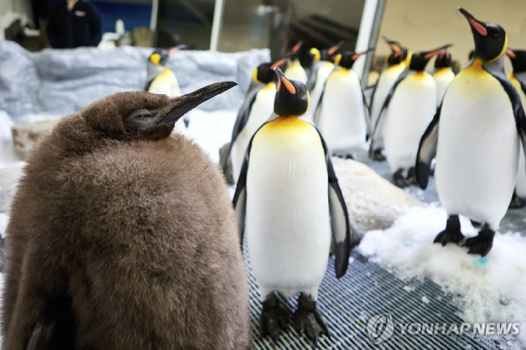 호주 멜버른 씨라이프 수족관에서 거주하는 새끼 왕펭귄 페스토(맨 앞). [사진=연합뉴스]