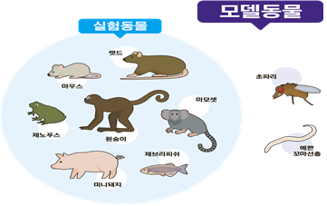 모델동물자원 컨퍼런스 포스터 [사진=국가마우스표현형분석사업단]