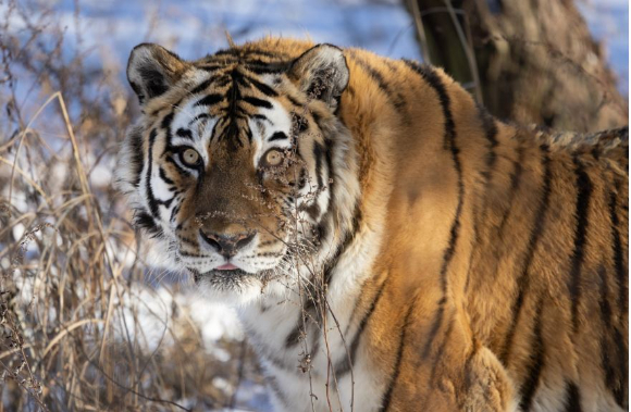 국내 최고령 호랑이 '한청'이 20세의 나이로 사망했다. 사진은 '한청'. [사진=한국수목원정원관리원]