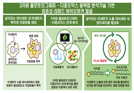 국내 연구팀이 3차원 홀로토모그래피와 다중오믹스 융합 분석을 통해 미세먼지에 노출된 살아있는 대식세포에서 염증 반응과 지질대사 변화를 실시간으로 규명했다. [사진=KBSI]