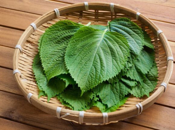 깻잎이 당뇨에 효과적이라는 전문의의 설명이 공개됐다. 사진은 본 기사 내용과 무관. [사진=UCSF Benioff Children's Hospitals]