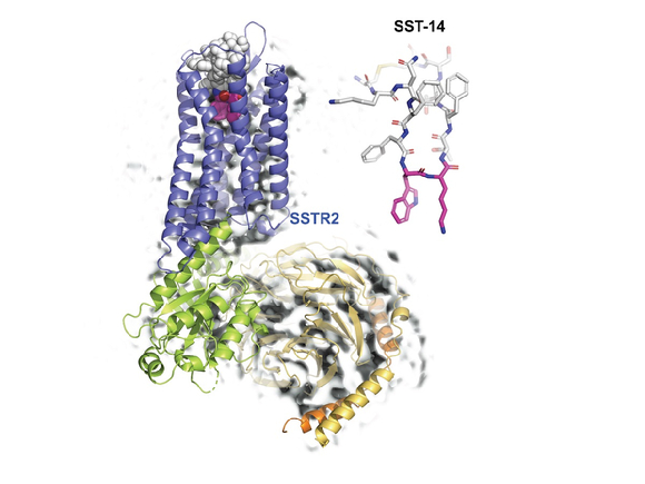 성장호르몬 억제 호르몬인 소마토스타틴(SST-14)과 그 수용체(SSTR2) 복합체의 초저온 전자현미경 구조. [사진=카이스트]