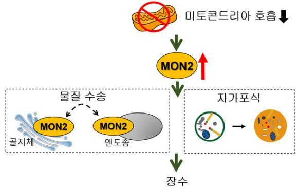 미토콘드리아 돌연변이에서 MON2가 골지체와 엔도좀 사이의 물질 수송을 매개하고 자가포식을 향상시켜 장수를 유도했다. [사진=한국연구재단]
