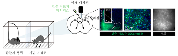 IBS 연구팀이 특정 신경세포 집단이 타인의 고통을 관찰할 때 활성화되며 공감 반응을 일으키는 신경회로의 핵심임을 확인했다. [사진=IBS]