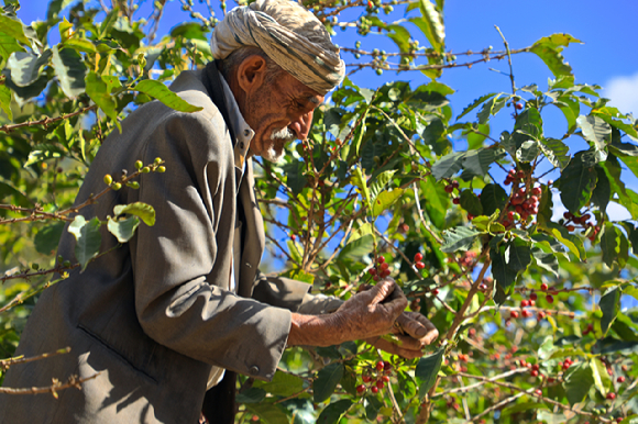 Bani Matar, Alhaima, Bani Ismael, Haraz 등의 다양한 커피 재배 지역에서 농부들이 판매를 위해 왔고, 예멘 커피를 구매하는 모든 수출업자의 목적지이기도하다. [사진=커피 매거진 '드립']