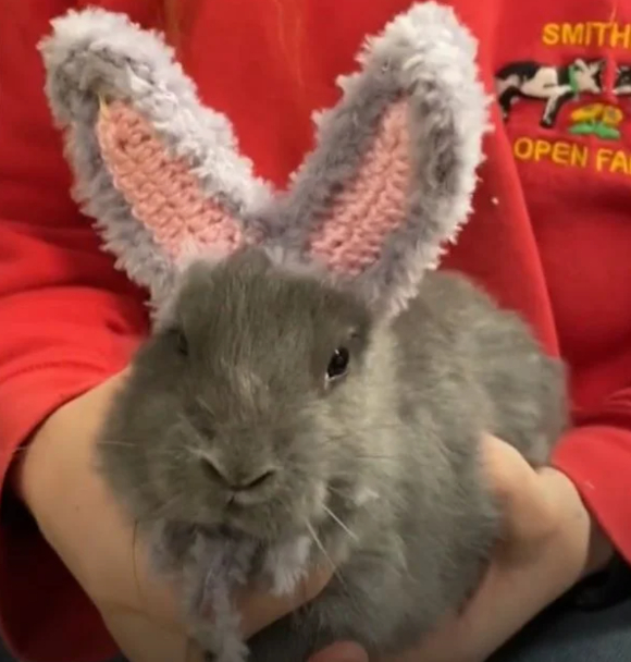 귀 없이 태어난 아기 토끼에게 농부 가족이 직접 뜨개질로 만든 귀를 선물해 훈훈한 감동을 전했다. 사진은 해당 토끼. [사진=틱톡 @smithillsopenfarm]