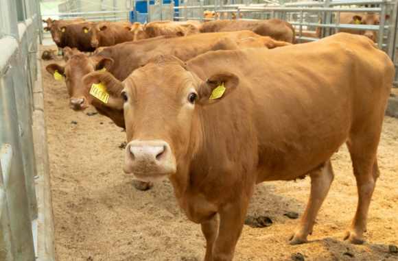 외국산 소고기로 만든 갈비탕을 '한우'로 속여 판 음식점 업주에게 항소심서도 벌금형이 내려졌다. 사진은 본 기사 내용과 무관. [사진=농촌진흥청]
