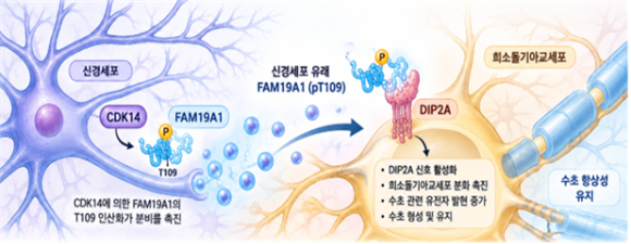 뇌 수초 유지하는 새로운 분자 신호체계 알아내 外 [과학게시판]