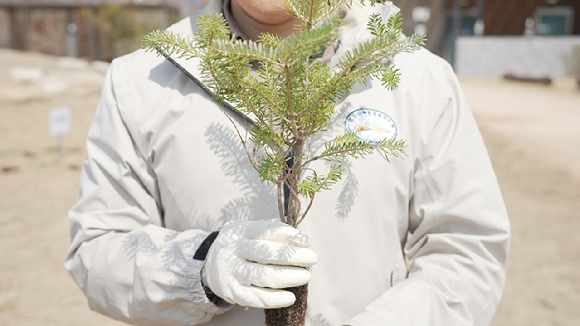 구상나무 [사진=산림청]