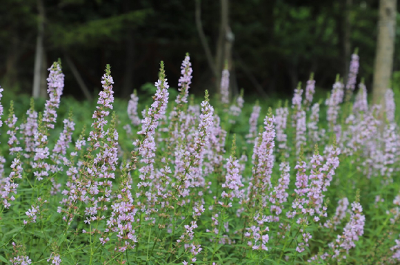 털부처꽃 '백두분홍' [사진= 한국수목원정원관리원]