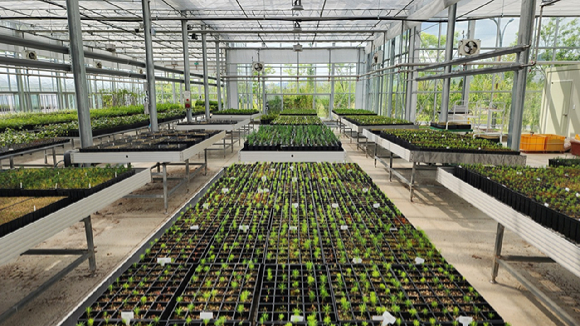 국립세종수목원 자생식물 종자 공급센터 [사진=한국수목원정원관리원]