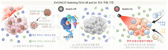 Switching TEVs off and on 전략의 작용 작동원리. [사진=한국연구재단]
