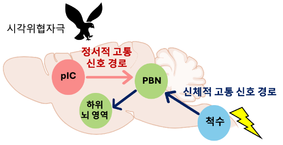 시각 위협 자극은 신체적 고통을 유발하지는 않는데 정서적 고통 신호 경로를 통해 불안한 상태를 만들고 공포 기억을 형성했다. 정서적, 신체적 고통 위협 신호 전달 뇌신경회로. [사진=KAIST]