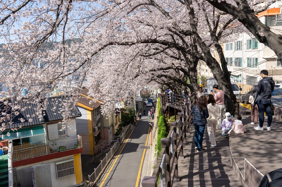 드라마 촬영으로 통제된 벚꽃길 [사진=SNS 캡처]
