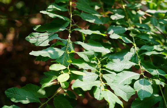 성남시 불곡산 광대싸리. 국내 연구팀이 광대싸리의 항암물질 생성 비밀을 풀었다. [사진=KAIST]