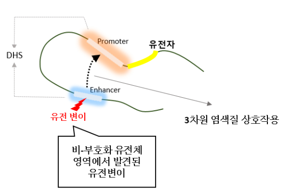 3차원 염색질 상호작용 모식도. 비부호화 유전체 영역에서 발생한 유전변이가 염색질 상호작용을 통해 멀리 떨어져 있는 유전자의 기능에 영향을 미칠 수 있다. [사진=KAIST]